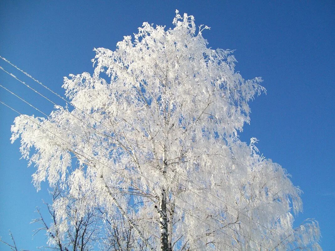 иней на деревьях.