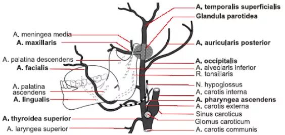 A maxillaris. Arteria maxillaris ветви. Ветви a maxillaris схема. Arteria maxillaris схема.