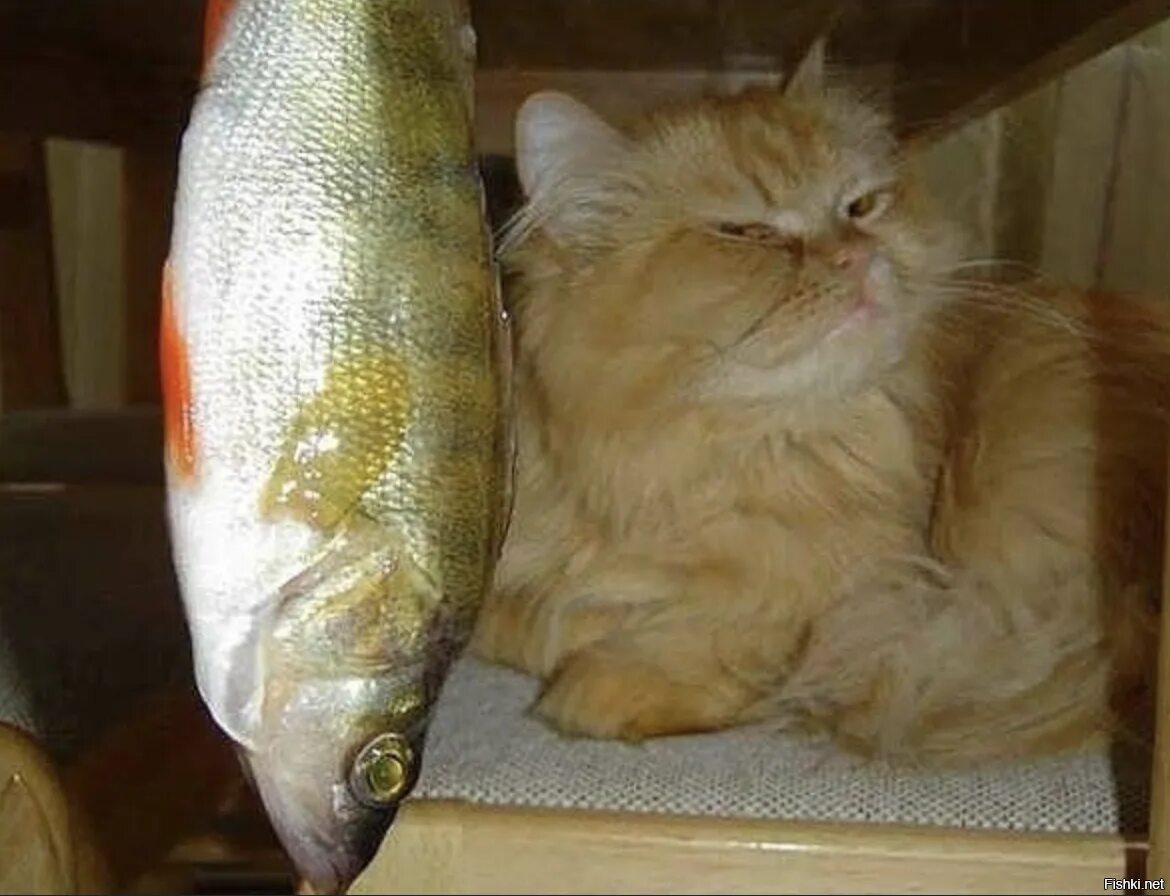 После рыбы хочется пить. Кот с рыбой. Кот ест рыбу. Кот ест рыбку. Котик любит рыбку.
