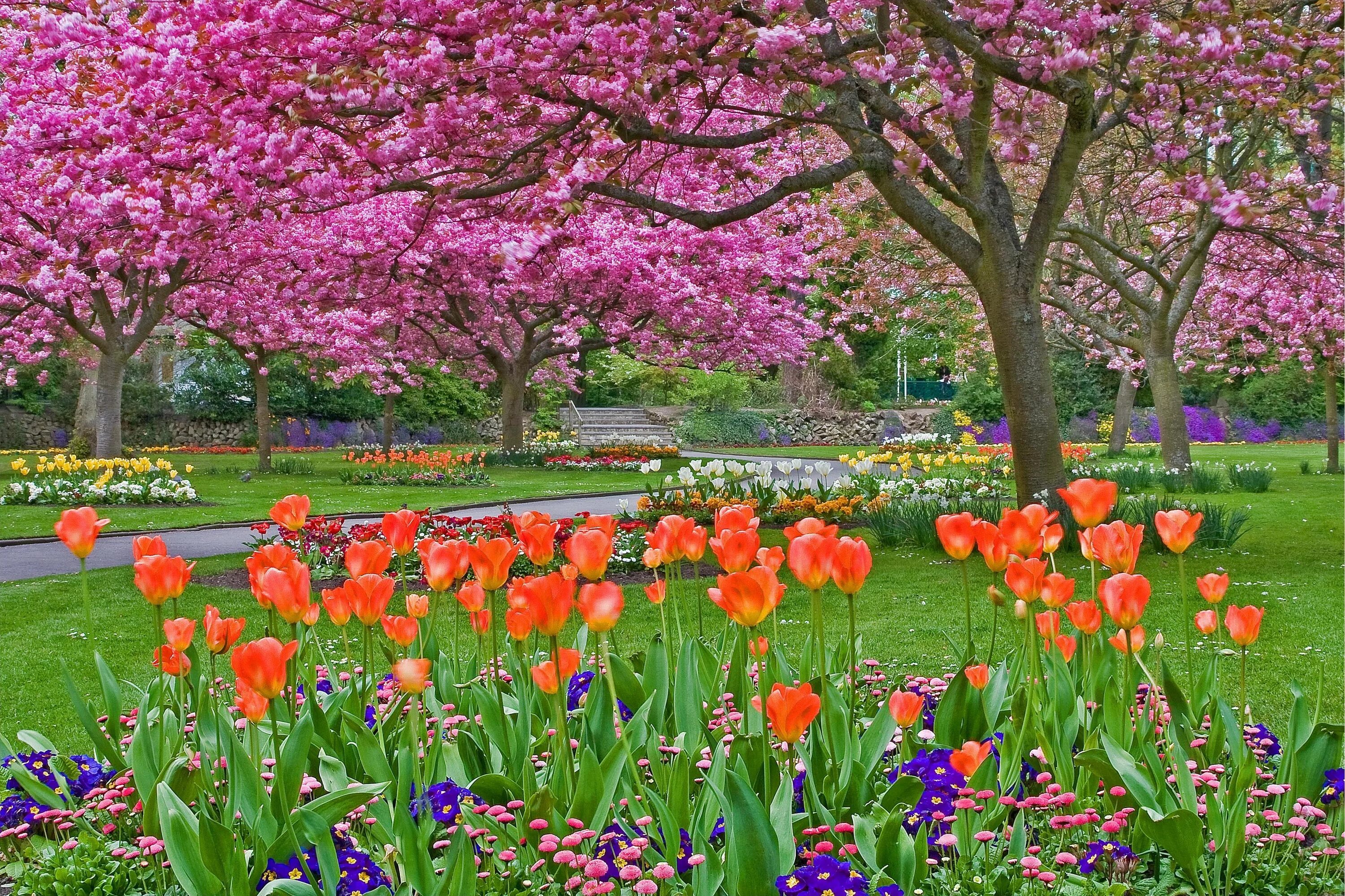 Цветы в саду. Луковичные растения тюльпаны. Keukenhof gardens нидерланды. Парк асикага тюльпаны. Цветы весеннего сада.