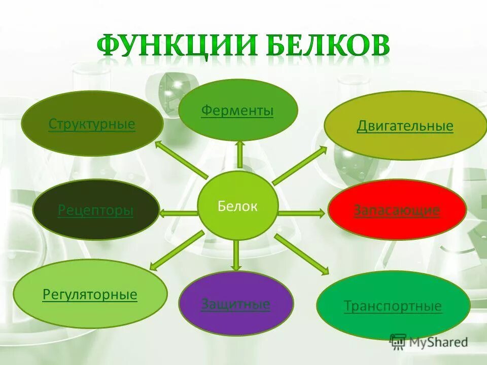 Функции белков 5 класс биология. Функции белков в организме человека схема. Белки функции. Функции белков схема.