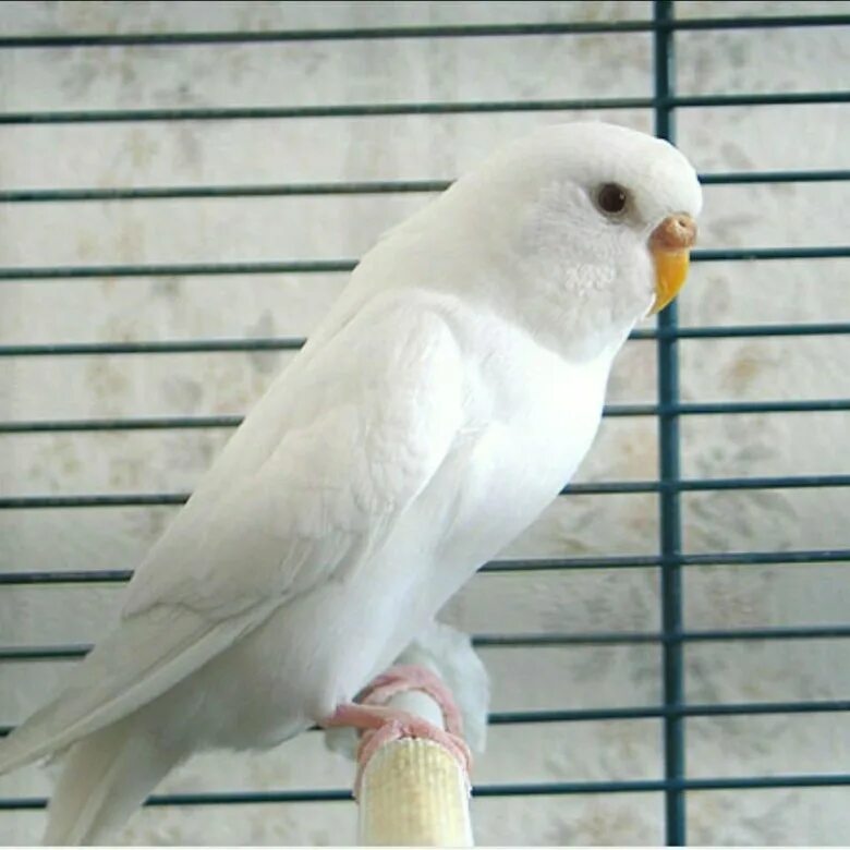 попугай альбинос. белый белый волнистый попугай. чехи волнистые попугаи альбиносы. волнистый попугайчик белокрылый. попугай волнистик белый.