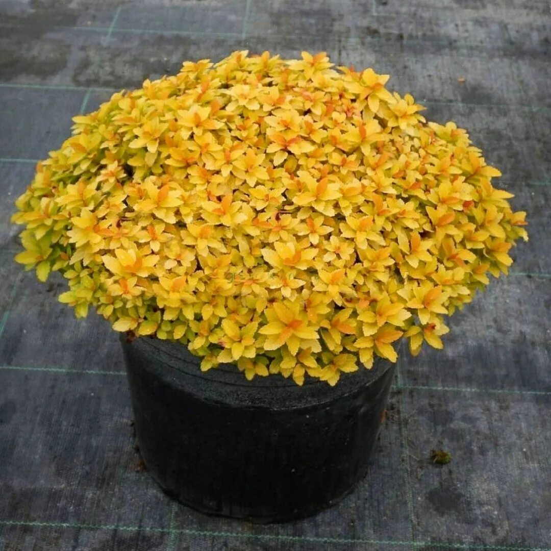 Спирея Зен спирит карамель. Spiraea japonica Zen`Spirit Gold. Спирея японская Зен спирит Голд. Spiraea japonica Zen Spirit Caramel. Спирея зен спирит