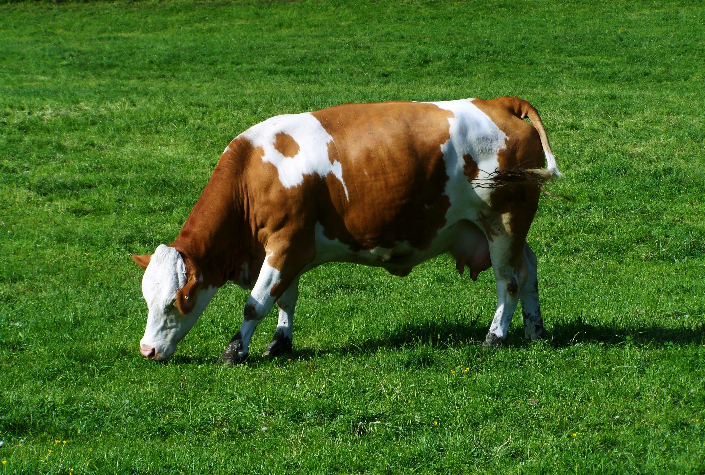 Что кушают коровки. Порода КРС монбельярд. Корова. Корова ест траву. Телка.