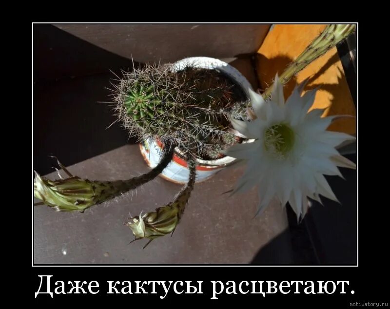 Выражение кактуса. Фразы про кактус. кактус зацвел примета. красивые цитаты с кактусом. день кактуса.