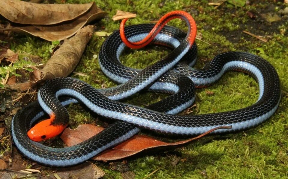 Дорогие змеи. Calliophis bivirgata. Двухполосая желёзистая змея. Королевская ошейниковая змея. Крайт змея.