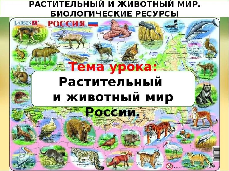 Растительный мир земли доклад. Ростительный и животный мир Росси. Растительный и животный мир России. Презентация растительный и животный мир.