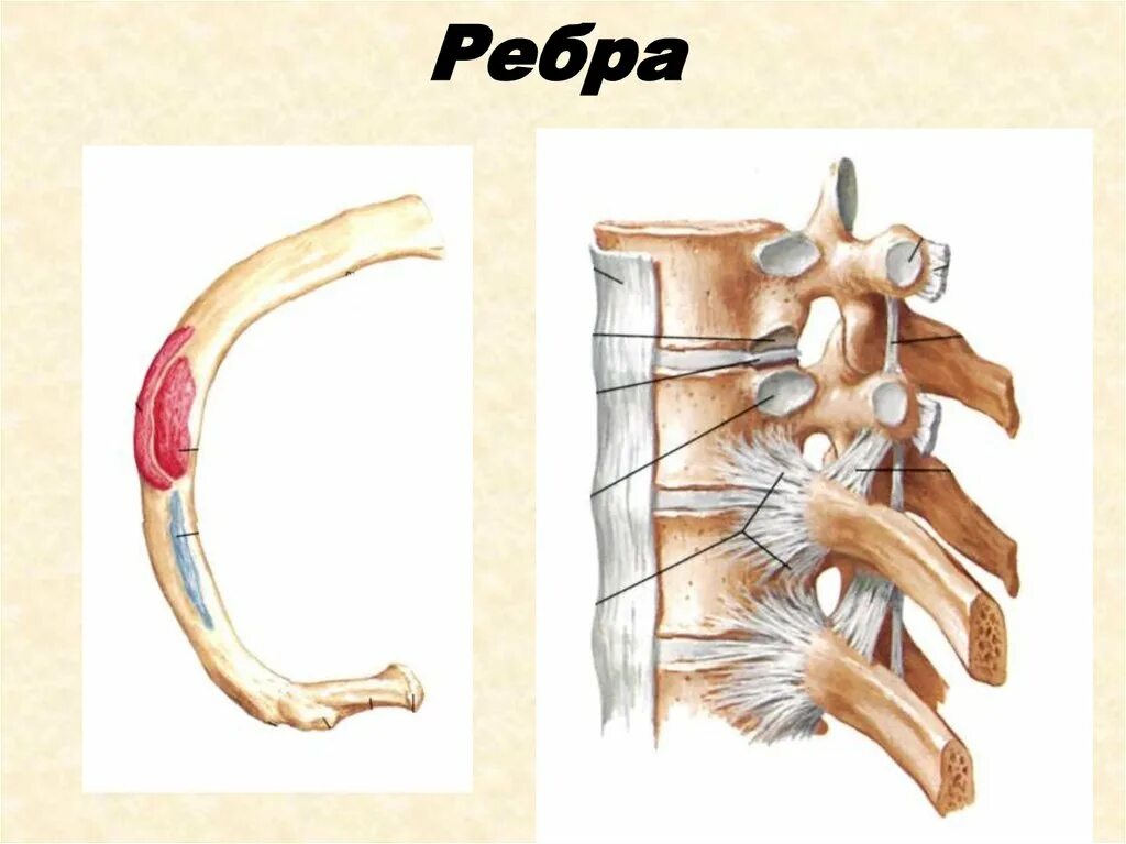 Соединение костей ребер. Соединение ребер с позвонками. Крепление ребер к позвоночнику. Соединения позвонков между собой и с ребрами. Крепление ребра к позвонку.