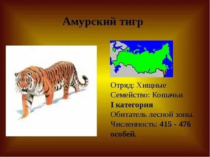 Зона тигр