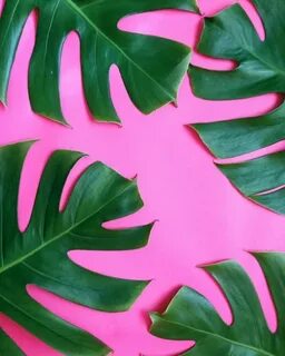 Pink green