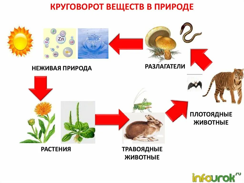 Пищевая цепь круговорот веществ в природе. Цепь питания круговорот веществ в природе. Цепь питания с круговоротом веществ. Круговорот веществ в пищевой цепи. Организмы производители 3