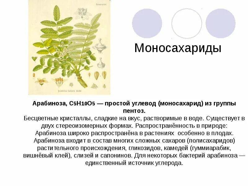 Моносахарид содержит. Моносахариды нахождение в природе. арабиноза входит в состав. распространение моносахаридов в природе. применение моносахаридов в медицине.