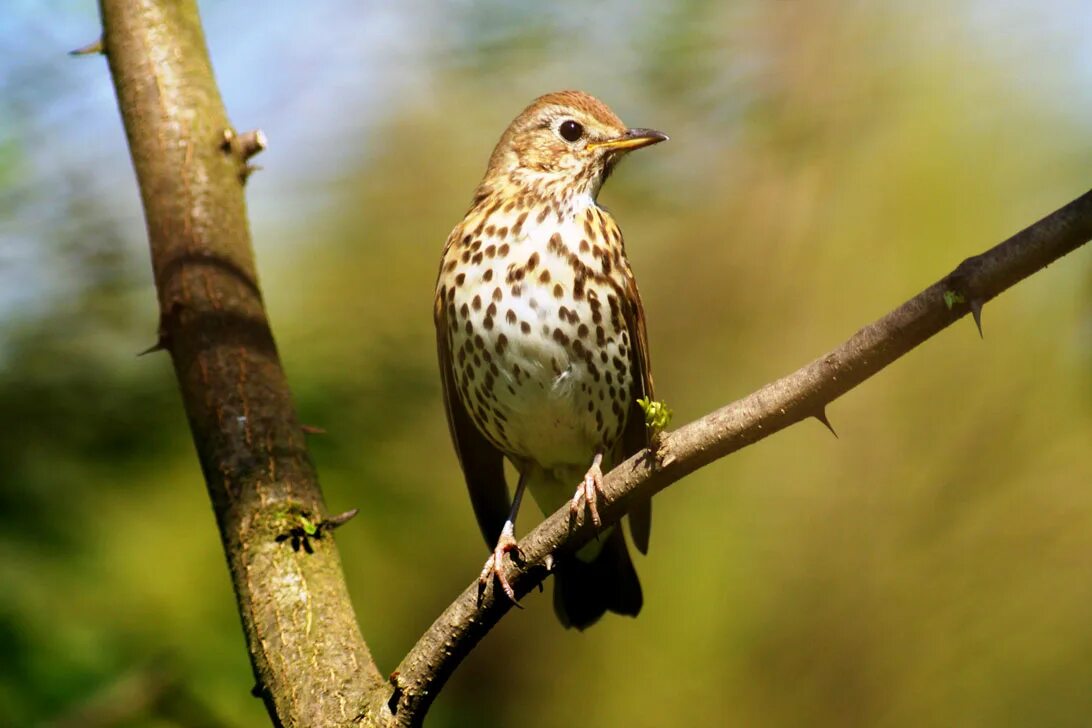 Birds mp3. Певчий Дрозд. Дрозд белобровик. Дрозд фото птицы летом. Tordo.