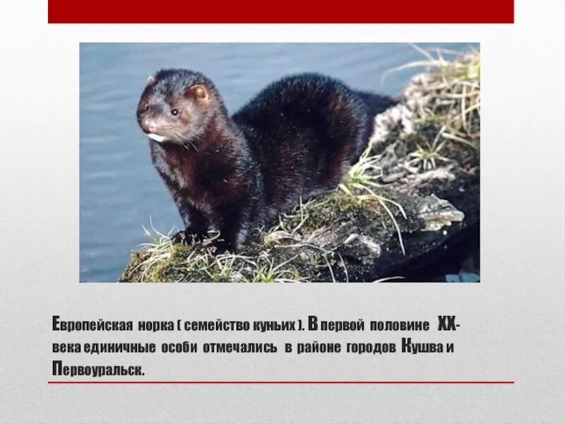 Европейская норка описание кратко для детей. Европейская норка описание кратко. Кавказская европейская норка доклад короткий. Норка животное описание. Европейская норка описание.