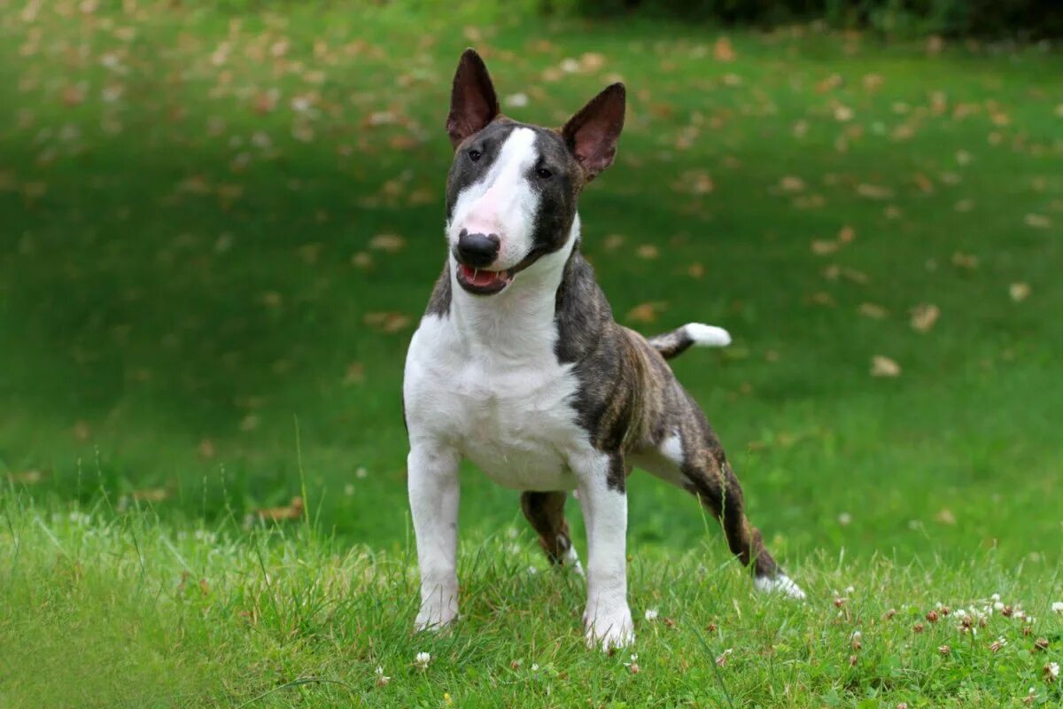 Порода бультерьер. Бультерьер. Миниатюрный бультерьер (miniature bull terrier). Порода бультерьер. Бультерьер.