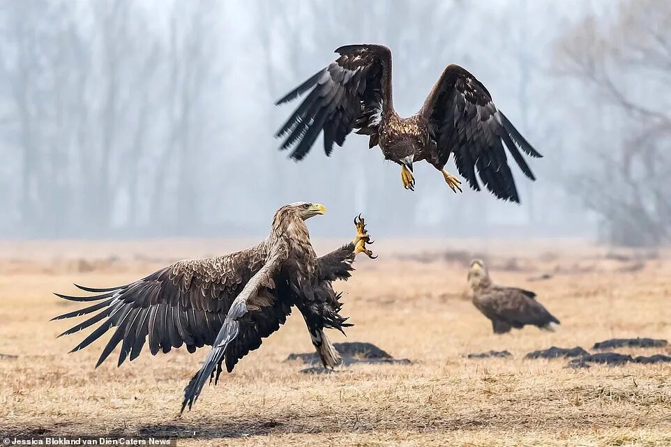 Беркут и боевой Орел. Орлы дерутся. Битва птиц. Схватка Орлов. Battle eagle