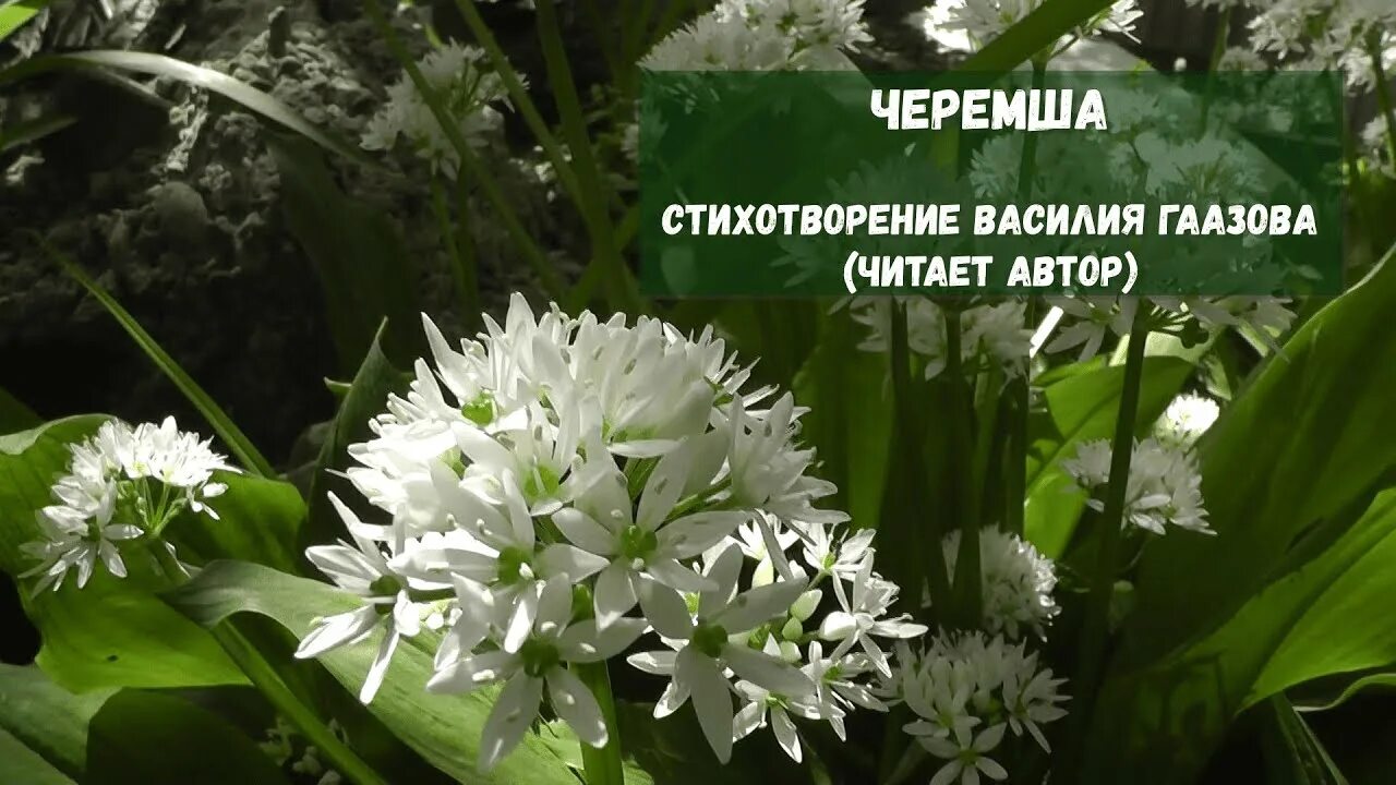 Песня черемша. Черемша ареал. черемша формула цветка. черемша мем. черемша цветение.