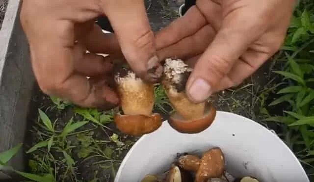 Посеять грибы. Посадка грибов на участке мицелиями. Белый гриб в Таджикистане. Сажать споры белых грибов. Самый простой способ выращивания грибов.