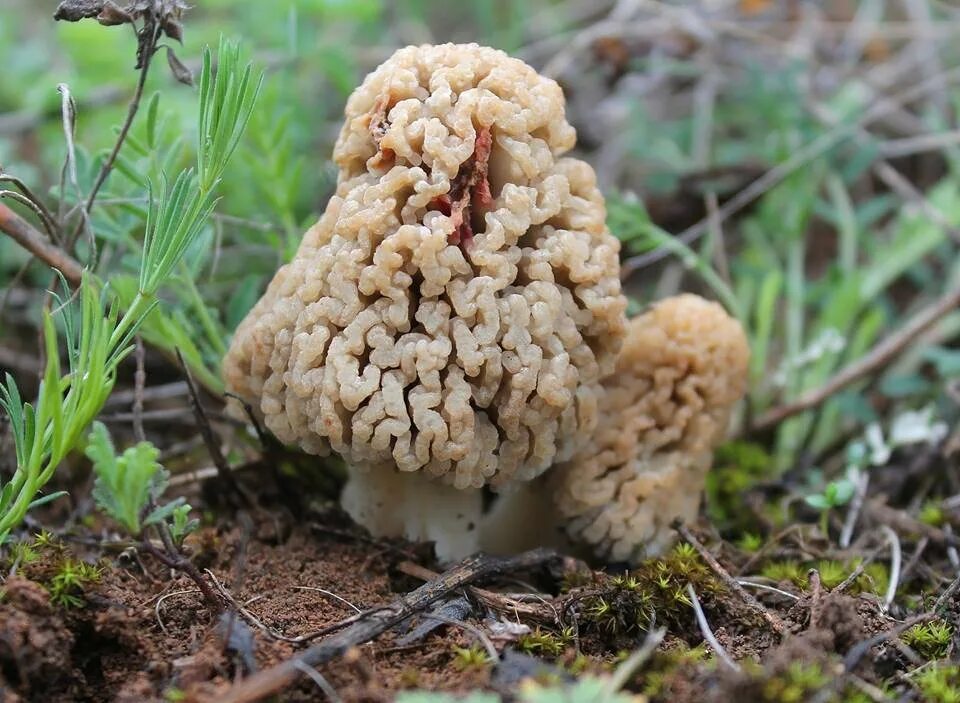 Ростовские сморчки. Степной сморчок Morchella steppicola. Сморчок полевой. Степной сморчок в Ростовской области. Сморчок весенний гриб Степной.