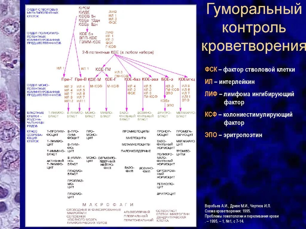 Тест кроветворение. Методы исследования больных с заболеваниями системы крови. Методы исследования больных с заболеваниями системы крови. Тест кроветворение. Тест кроветворение.