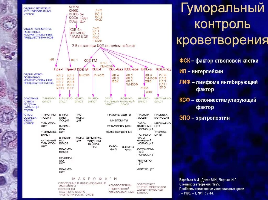 Органы гемопоэза. Схема гемопоэза гематология. Схема гемопоэза гистология. Гемопоэз таблица. Схема кроветворения по Черткову и Воробьеву.