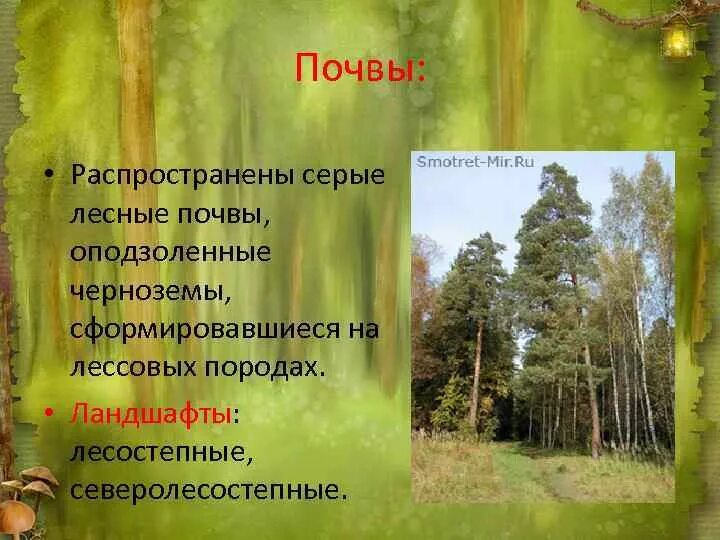 Тип почв в смешанных лесах. Тип почв в смешанных лесах