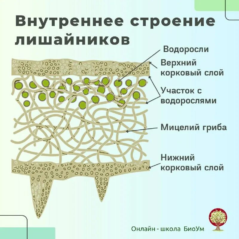 Строение лишайника 5 класс биология. Мутуализм лишайники и грибы. Лишайники симбиоз грибов и водорослей. Грибы симбионты лишайник. Лишайники симбиотические организмы.