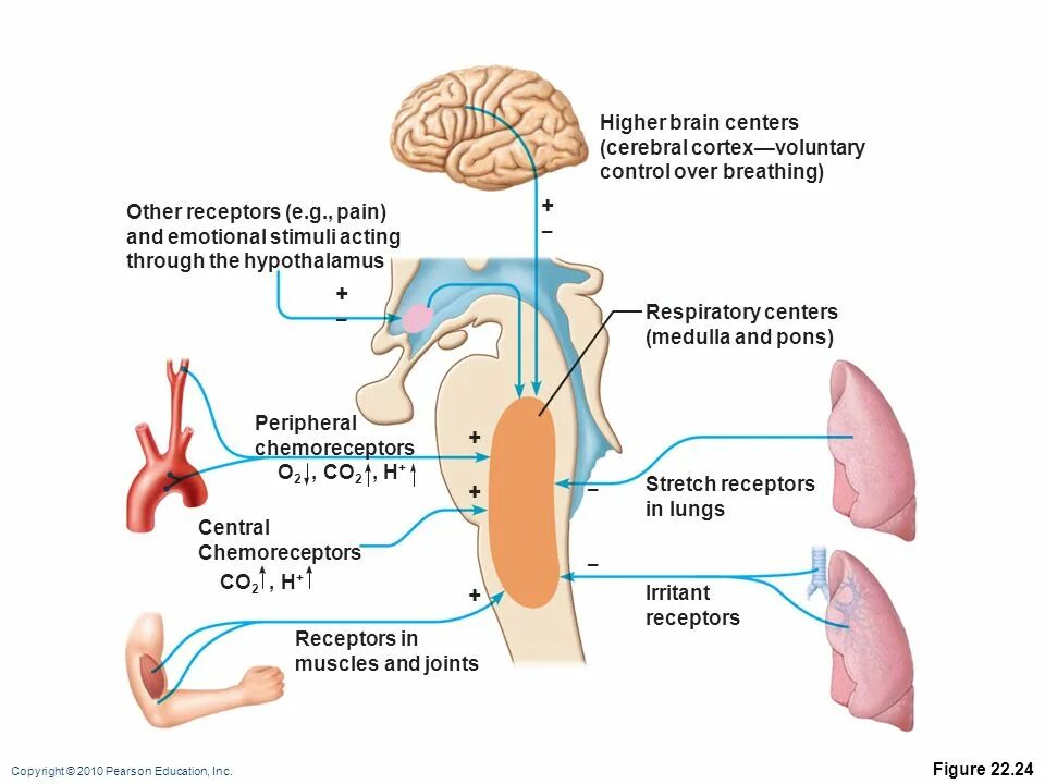 High brains. Respiratory chemoreceptors. Peripheral Respiratory chemoreceptors. Respiratory the Act. Respiratory System the Mechanics of breathing.