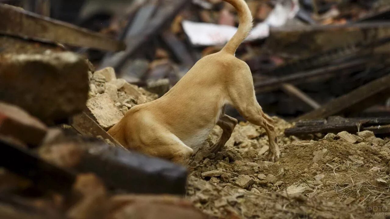 Собака приходит на помощь. Собака спасатель землетрясение. Поисковая собака. Собака Поисковик.