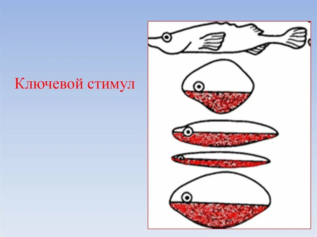 По к. Опыты тинбергена чайки. Ключевые стимулы животных. Ключевой стимул. Стимул инновация.