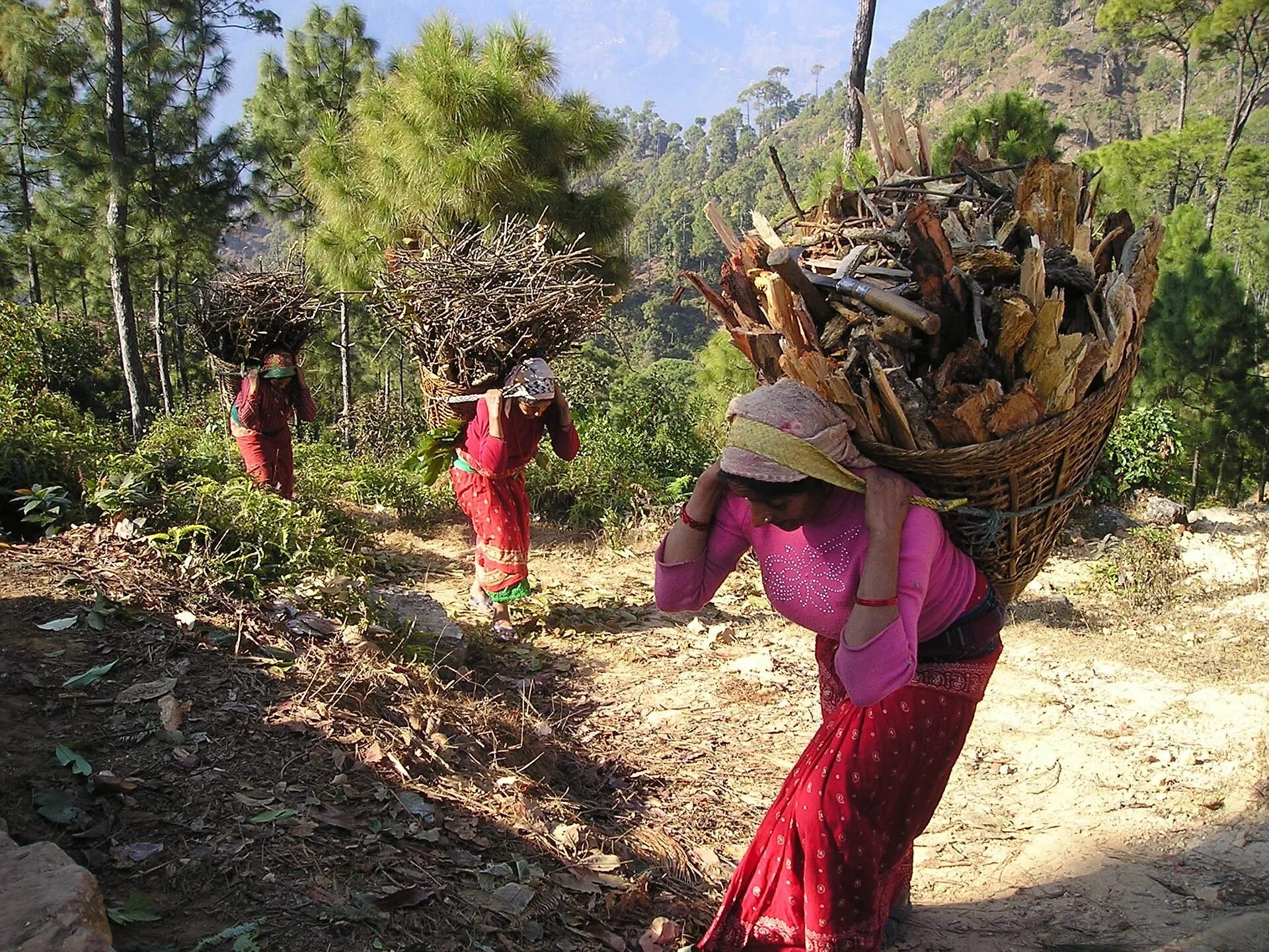 Непал Лесное хозяйство. Непал сельское хозяйство. Земледелие в Непале. Сельское хозяйство Индии.