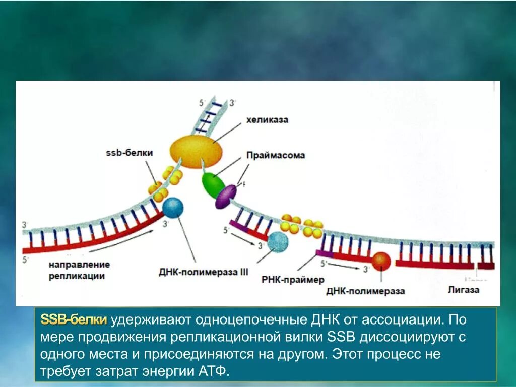 Полимеразы прокариот. Репликация ДНК полимераза. ДНК полимераза 3 в репликации. Репликация ДНК хеликаза. Репликация ДНК лигаза.