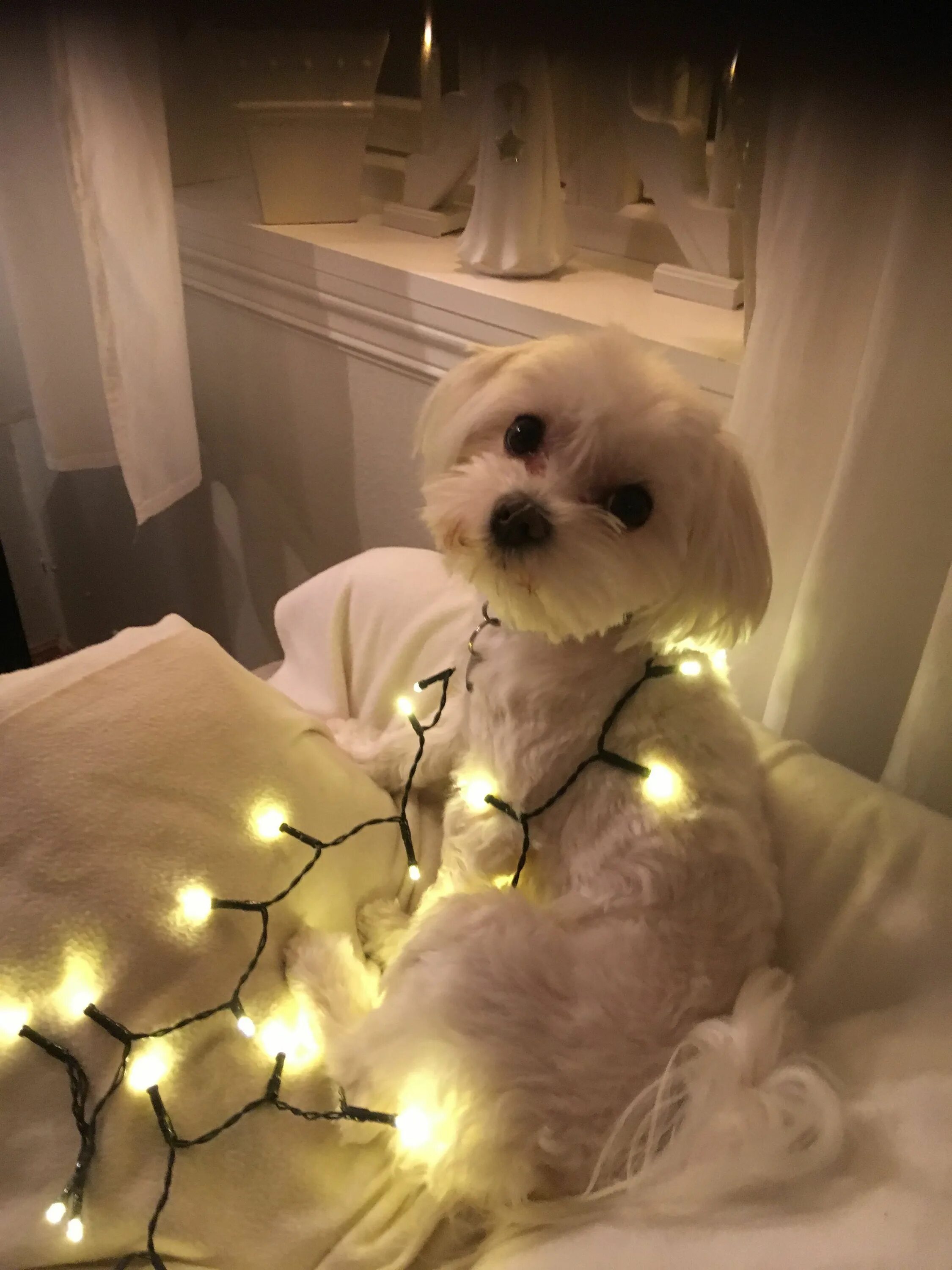 Timeout Baby animals, Cute dogs, Cute animals