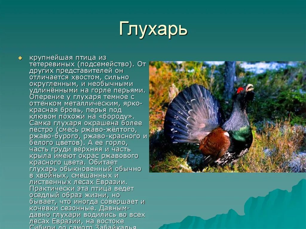 Глухарь птица природная зона. Глухарь обитает в тундре. Зона лесов Глухарь. Глухарь в тайге. Текст про глухаря