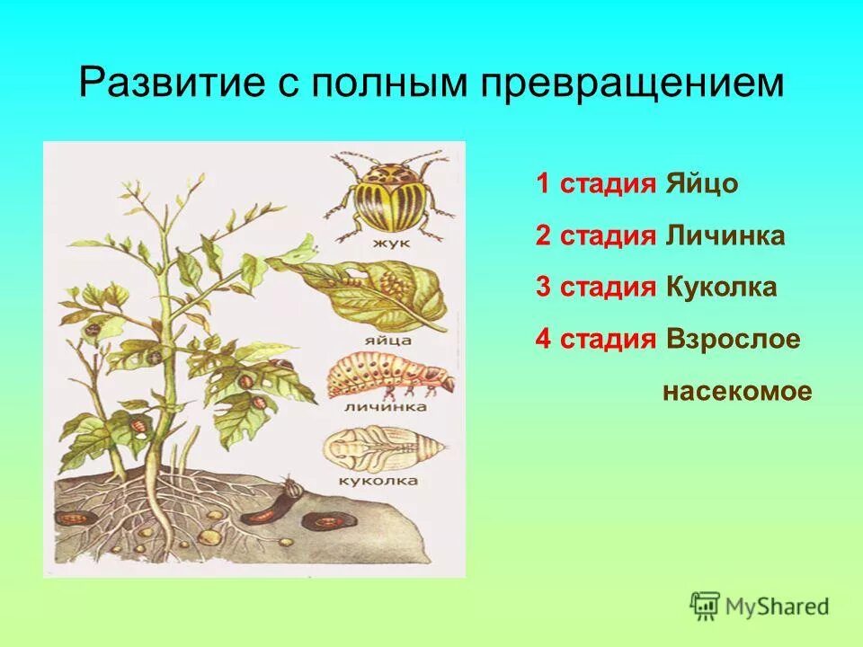 Непрямое развитие с полным и неполным превращением. Развитие с полным превращением характеристика. Развитие с полным превращением характеристика. Развитие с полным превращением характеристика. Развитие с полным превращением характеристика.