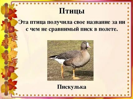 Свое имя эта птица получила