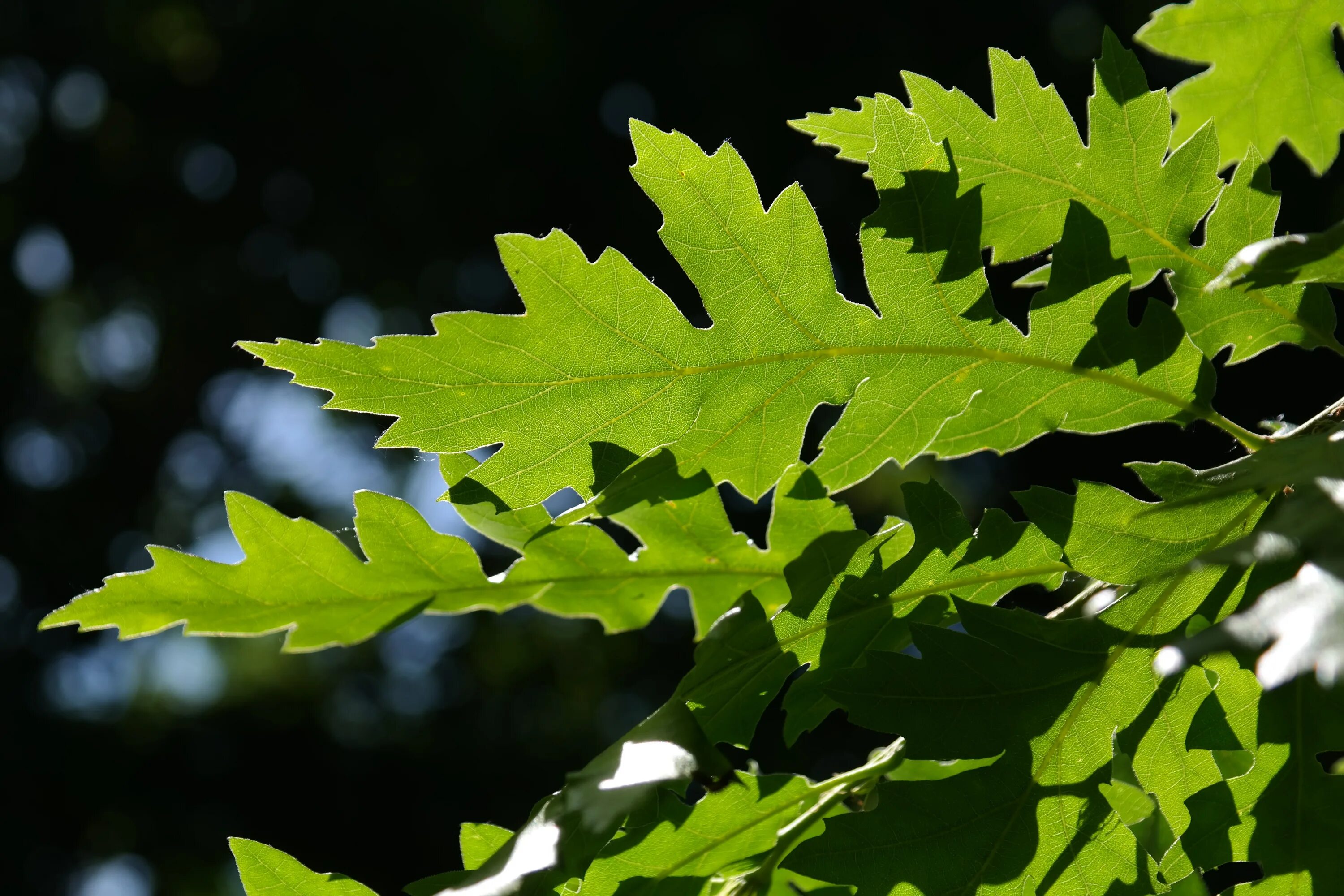 Leaves on the back. Quercus cerris турецкий дуб. Лист дуба. Дуб дерево листья. Дуб с зубчатыми листьями.