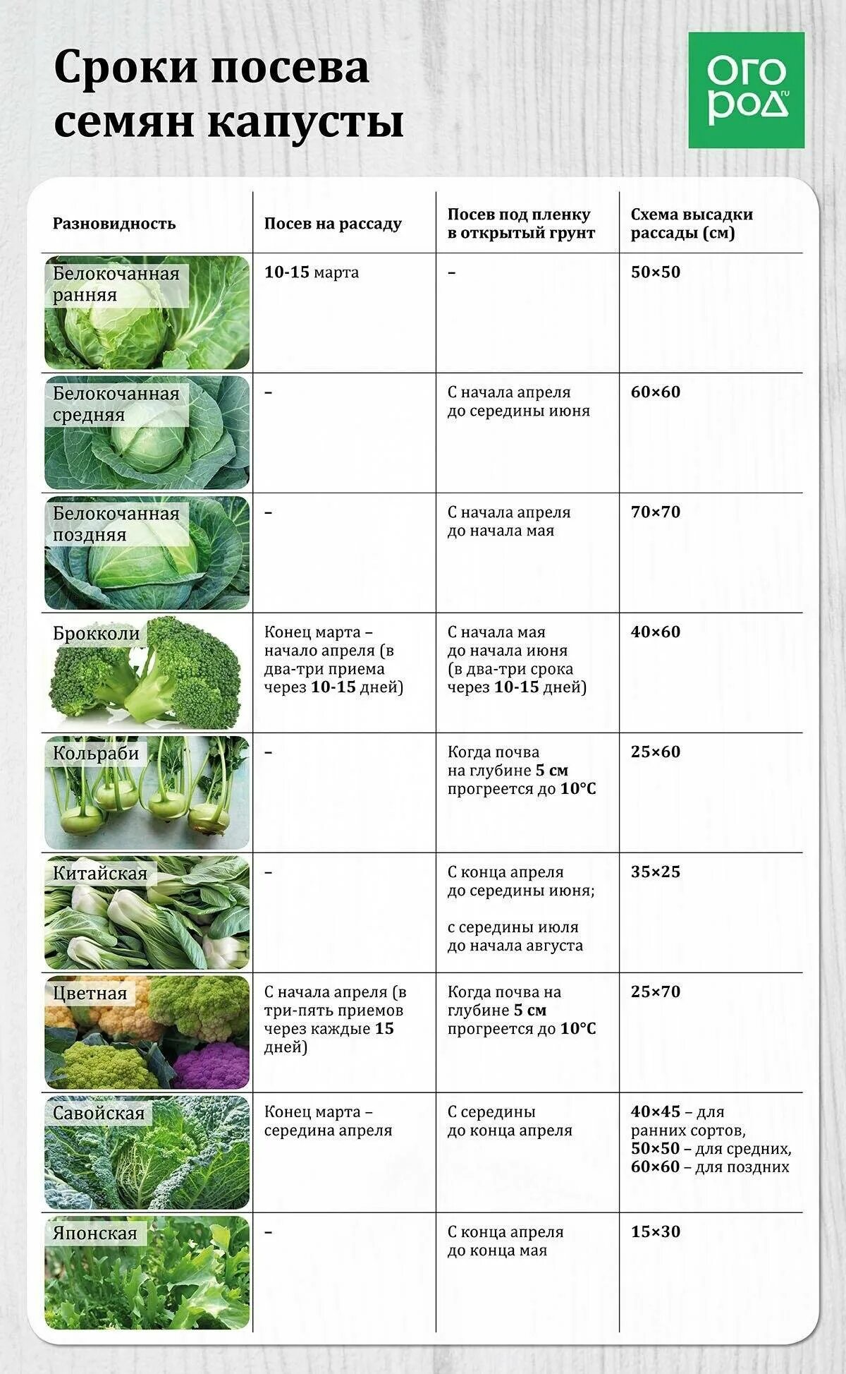 Таблица посадки овощей в открытый. Схема подкормок капусты белокочанной. Таблица рассады овощей для высадки в грунт. Сроки высадки в грунт рассады поздней капусты. Схема посадки капусты в грунт рассадой.