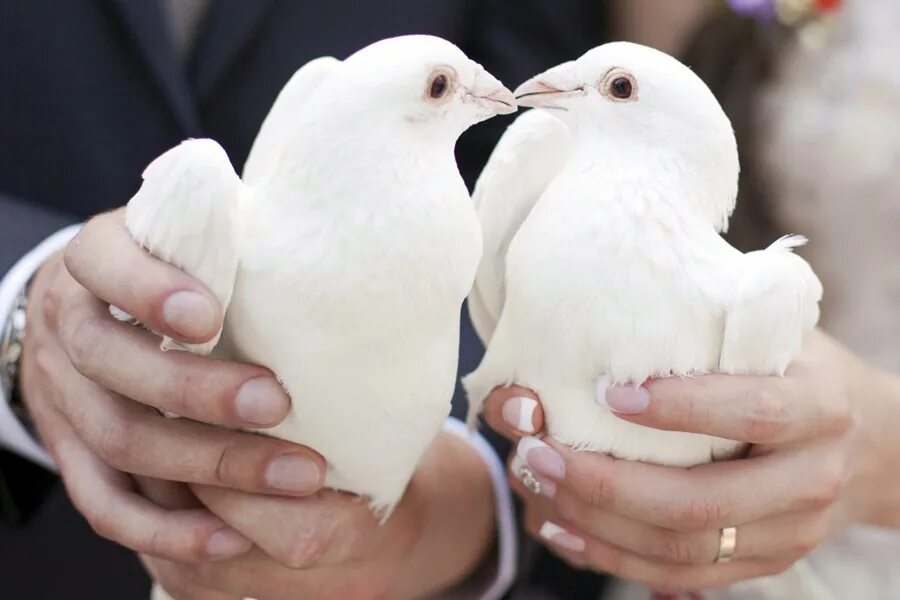 Белый голубь. Семья голубей. Свадьба птиц. Белый голубь. Голубки на свадьбу.