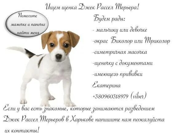 Джек рассел терьер смешанный с таксой. Джеки мальчик или девочка. Имена для джек рассел терьера. Майло джек рассел. Джеки мальчик или девочка.