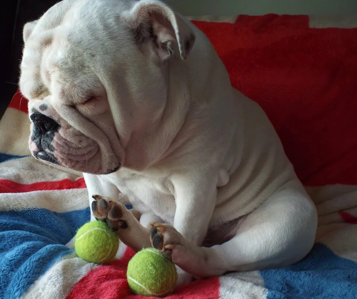 Смешные бульдоги фото