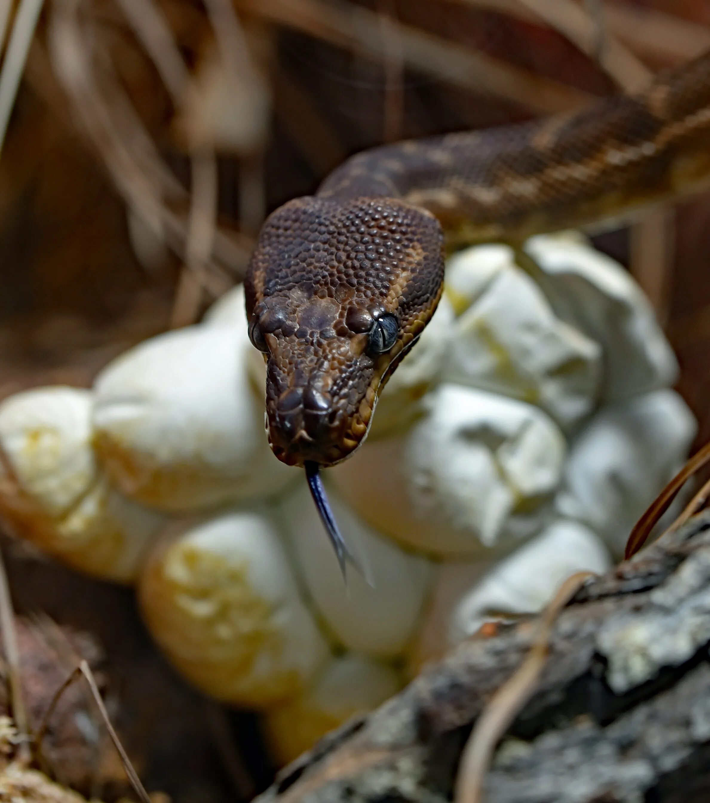 Python egg