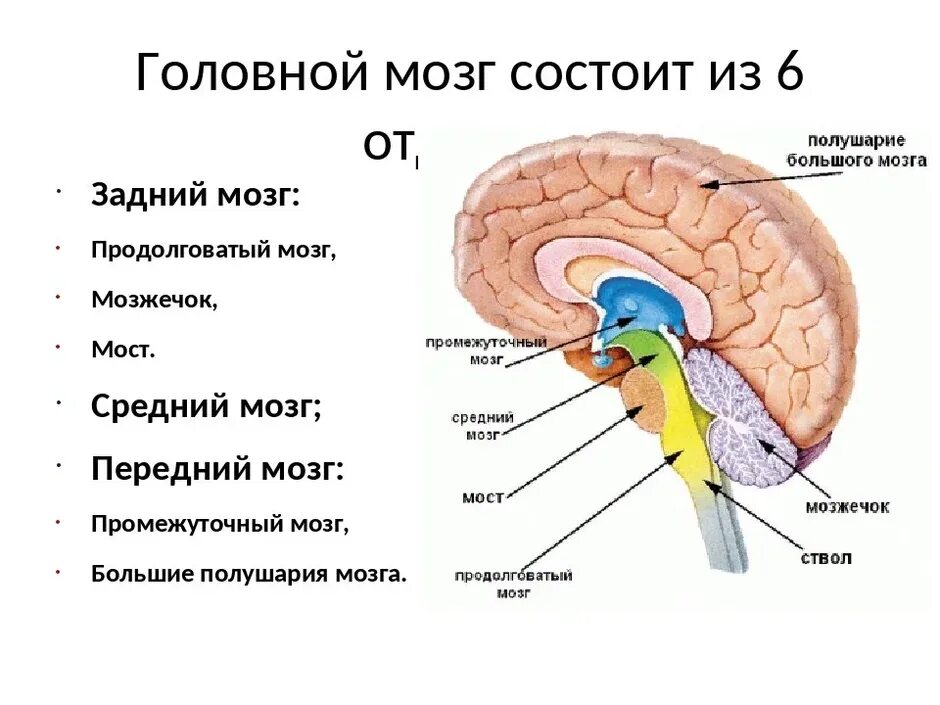 Головного мозга на ранних. Отделы головного мозга ЕГЭ биология. Из чего состоит человеческий мозг. Строение головного мозга анатомия человека. Задний и промежуточный мозг отделы строение.