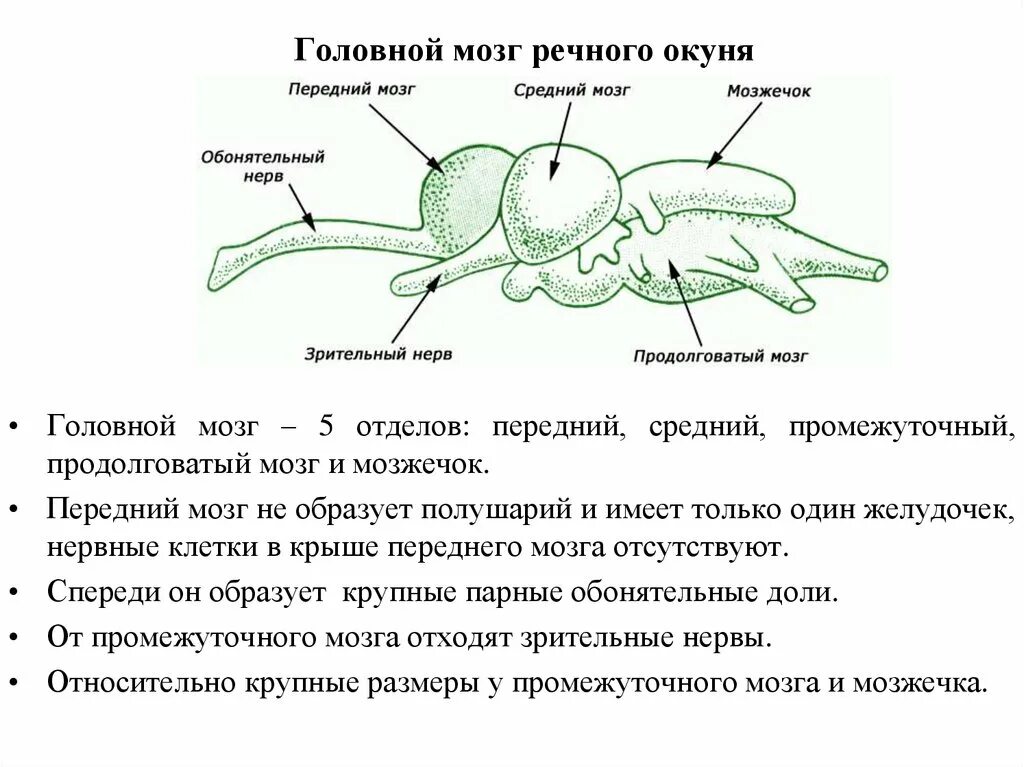 Для ихтиопсидного типа головного мозга характерно. Строение головного мозга рыбы. строение головного мозга окуня. схема головного мозга рыбы. функции отделов головного мозга у рыб.