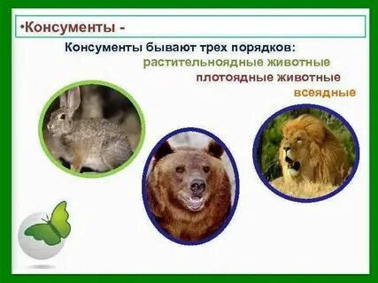 Какие животные относятся к этой группе