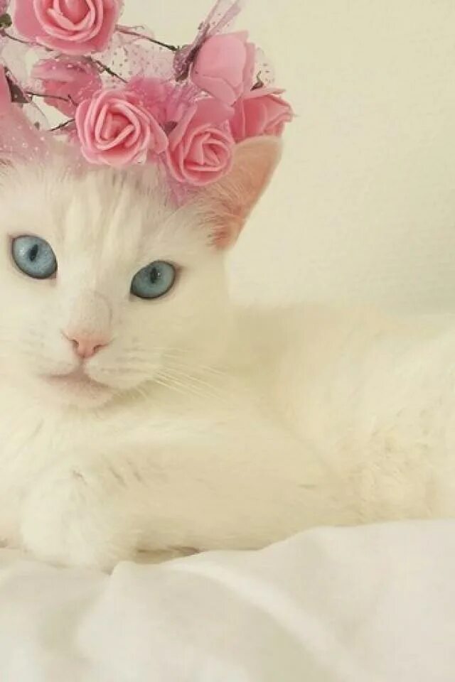 Фото розового котика. Розовый котик. Светло розовая кошка. Кошка на розовом фоне. Белый кот на розовом фоне