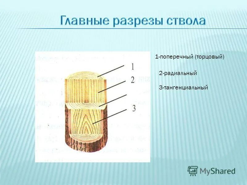Макроскопическое строение ствола дерева на спиле. Строение стебля кора камбий древесина сердцевина. Строение дерева заболонь. Схема внутреннего строения стебля. Внешний слой коры дерева.