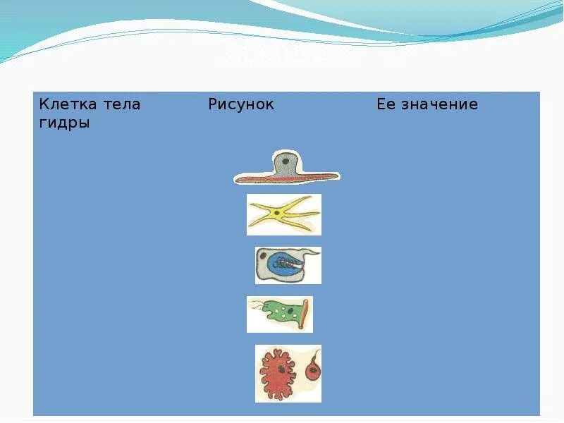 Клетки гидры и их функции. Клетки тела гидры. клетки тела гидры таблица. клетка тела гидры и ее значение. значение клеток гидры.