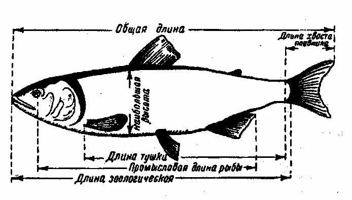 Как мерить рыбу