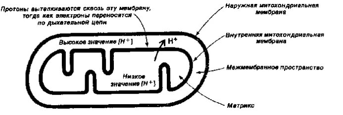 Образование протонного резервуара
